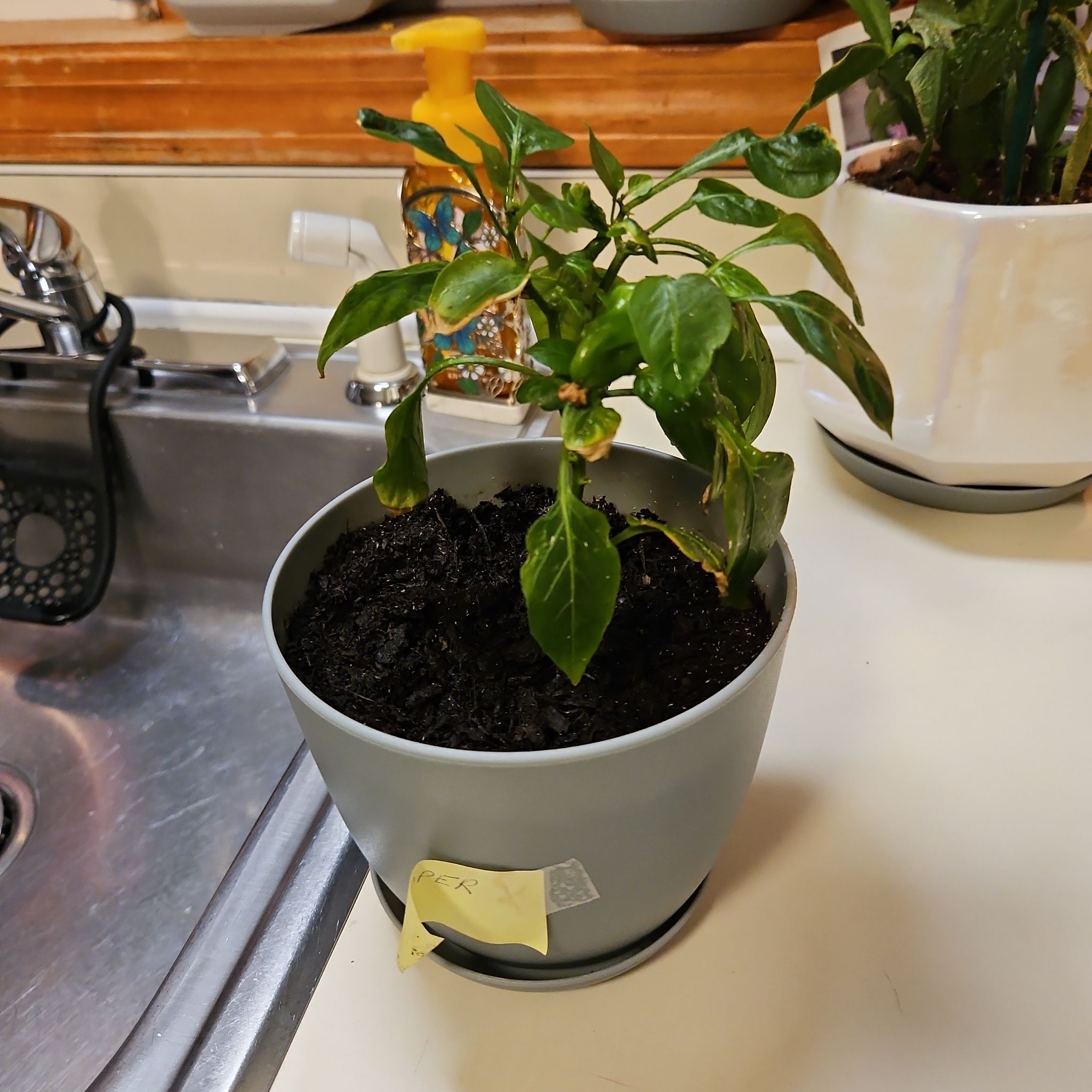 Kitchen Mini Pepper