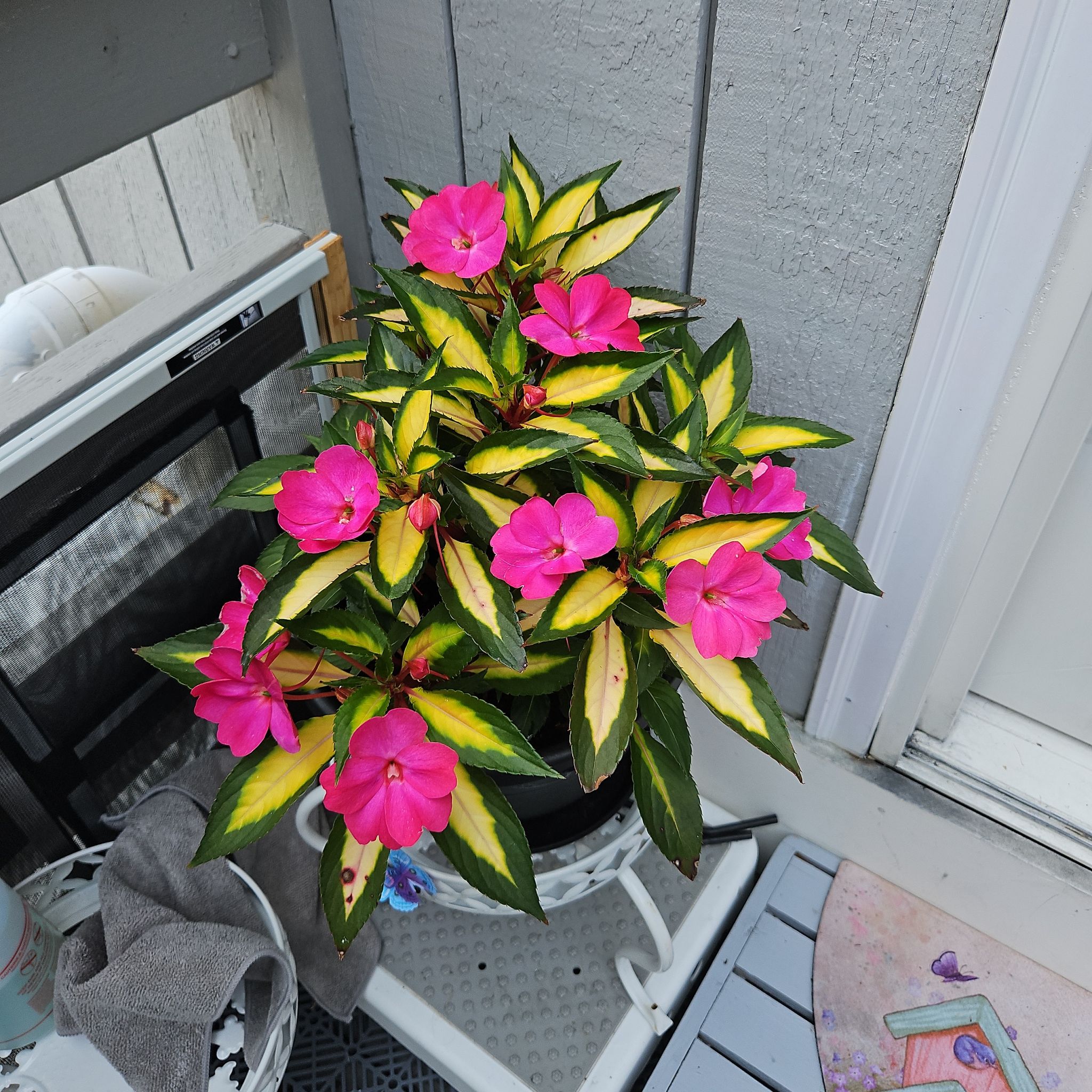 Photo of the plant species SunPatiens Impatiens by @GemGlows named SunPatiens on Greg, the plant care app