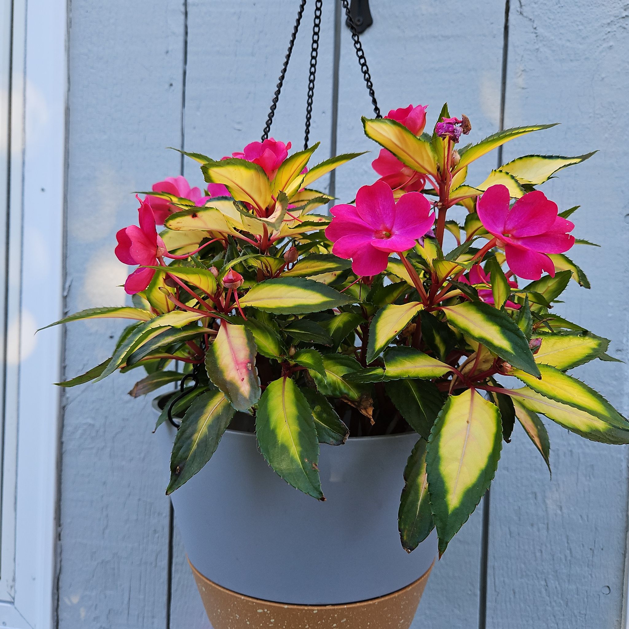 Photo of the plant species SunPatiens Impatiens by @GemGlows named SunPatiens on Greg, the plant care app