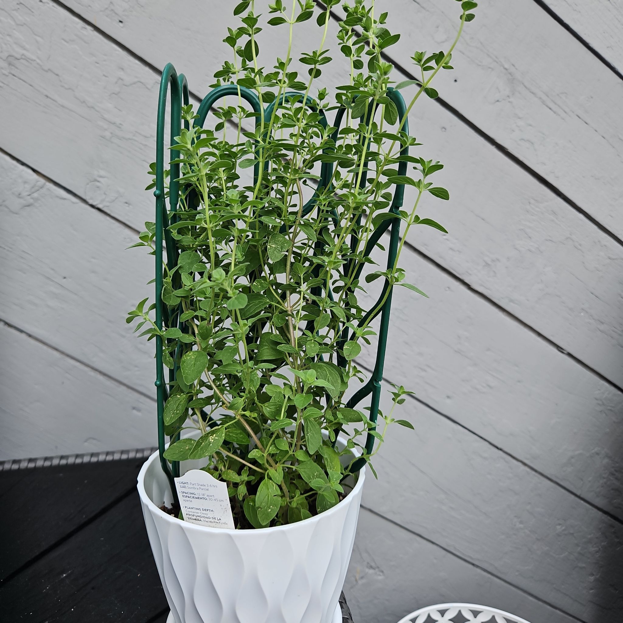 Photo of the plant species Italian oregano by @GemGlows named Italian Oregano 2 on Greg, the plant care app