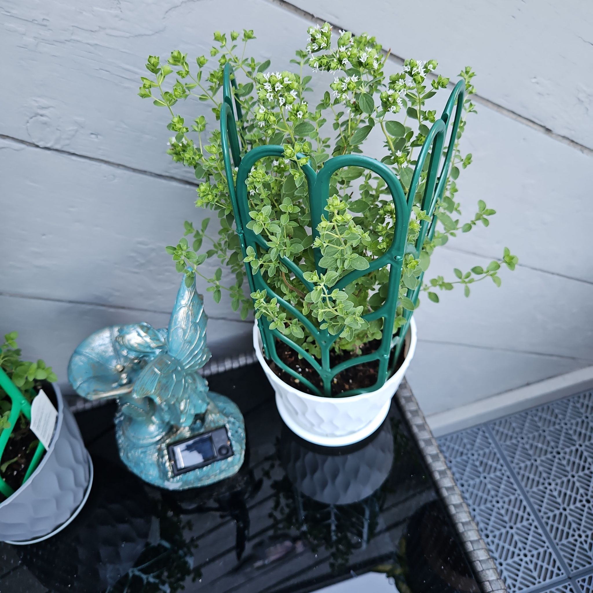 Photo of the plant species Italian oregano by @GemGlows named Italian Oregano 2 on Greg, the plant care app
