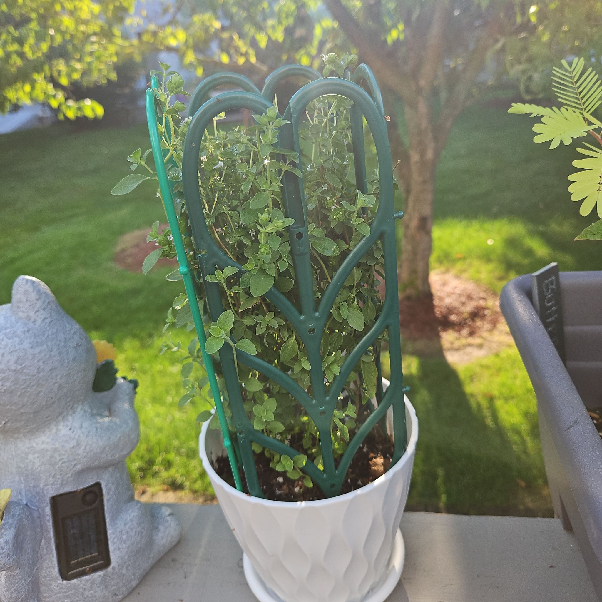 Photo of the plant species Italian oregano by @GemGlows named Italian Oregano 2 on Greg, the plant care app