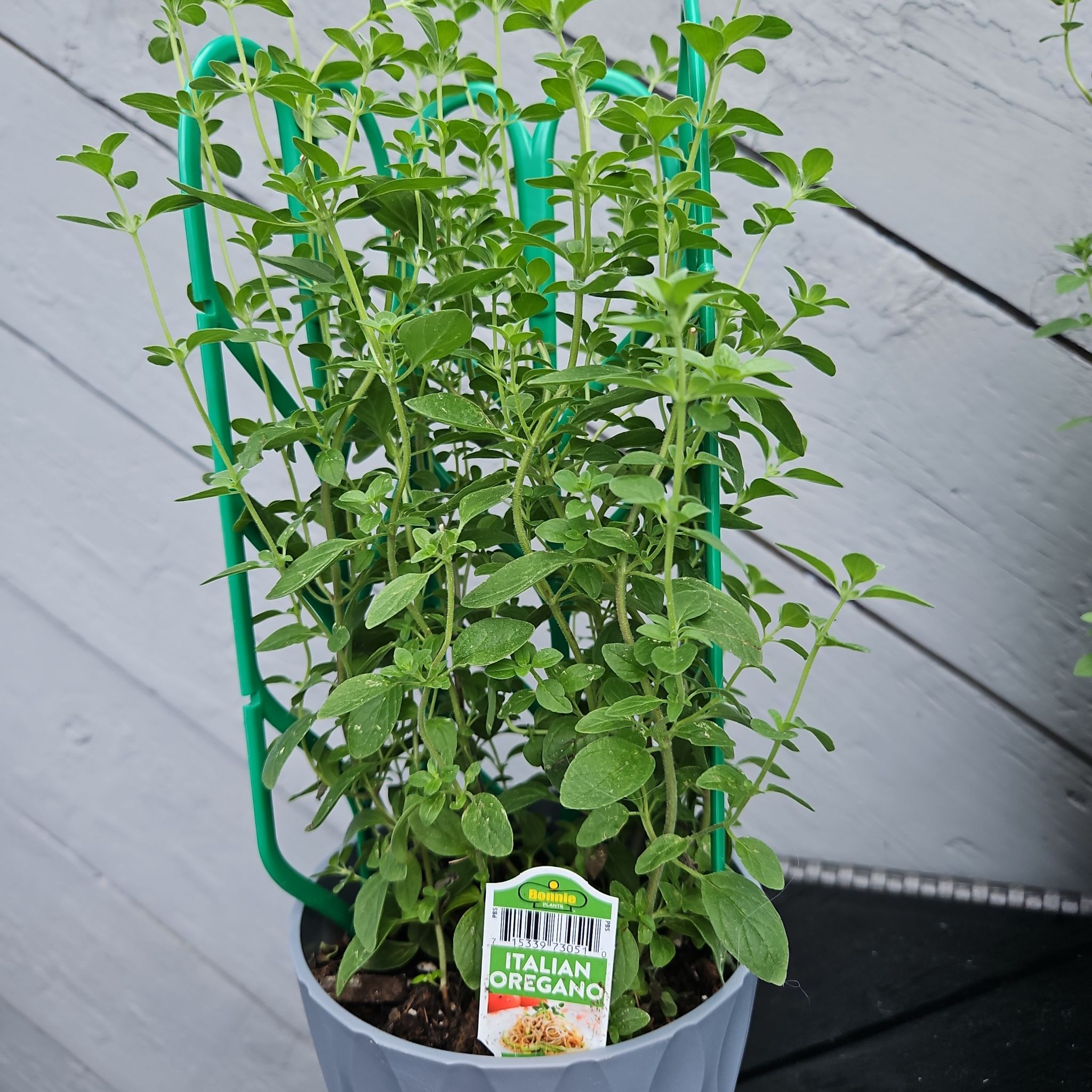 Photo of the plant species Italian oregano by @GemGlows named Italian Oregano on Greg, the plant care app