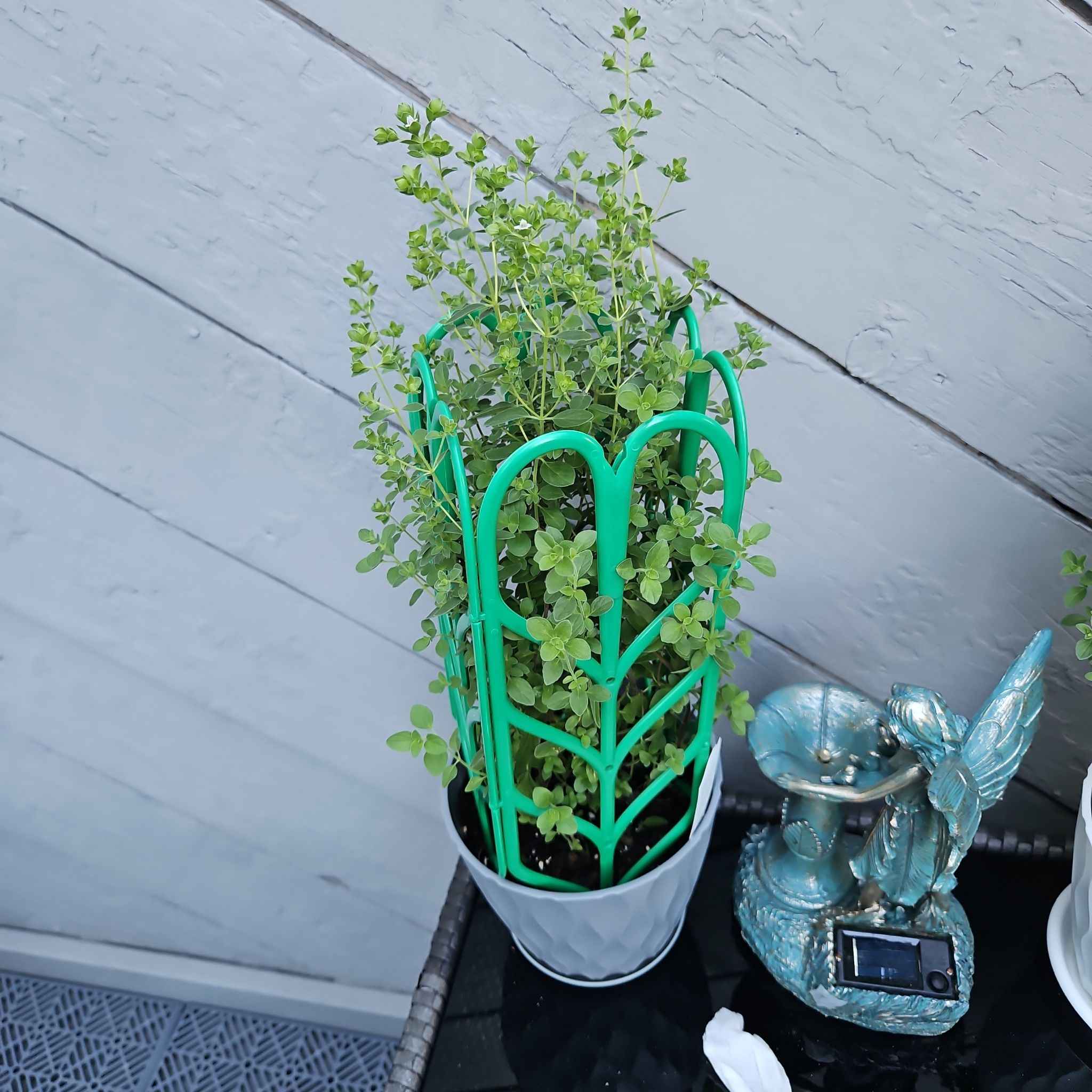 Photo of the plant species Italian oregano by @GemGlows named Italian Oregano on Greg, the plant care app