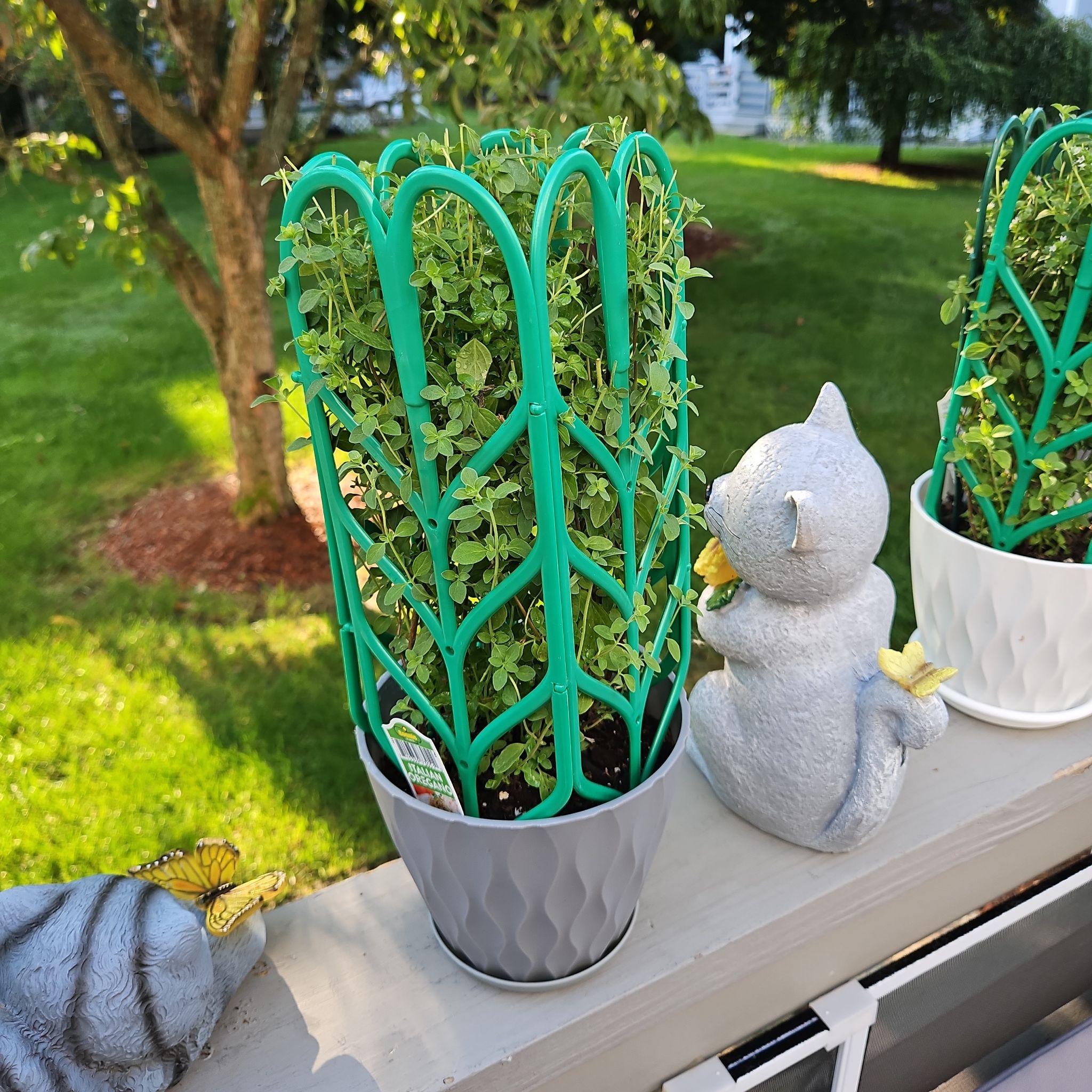 Photo of the plant species Italian oregano by @GemGlows named Italian Oregano on Greg, the plant care app
