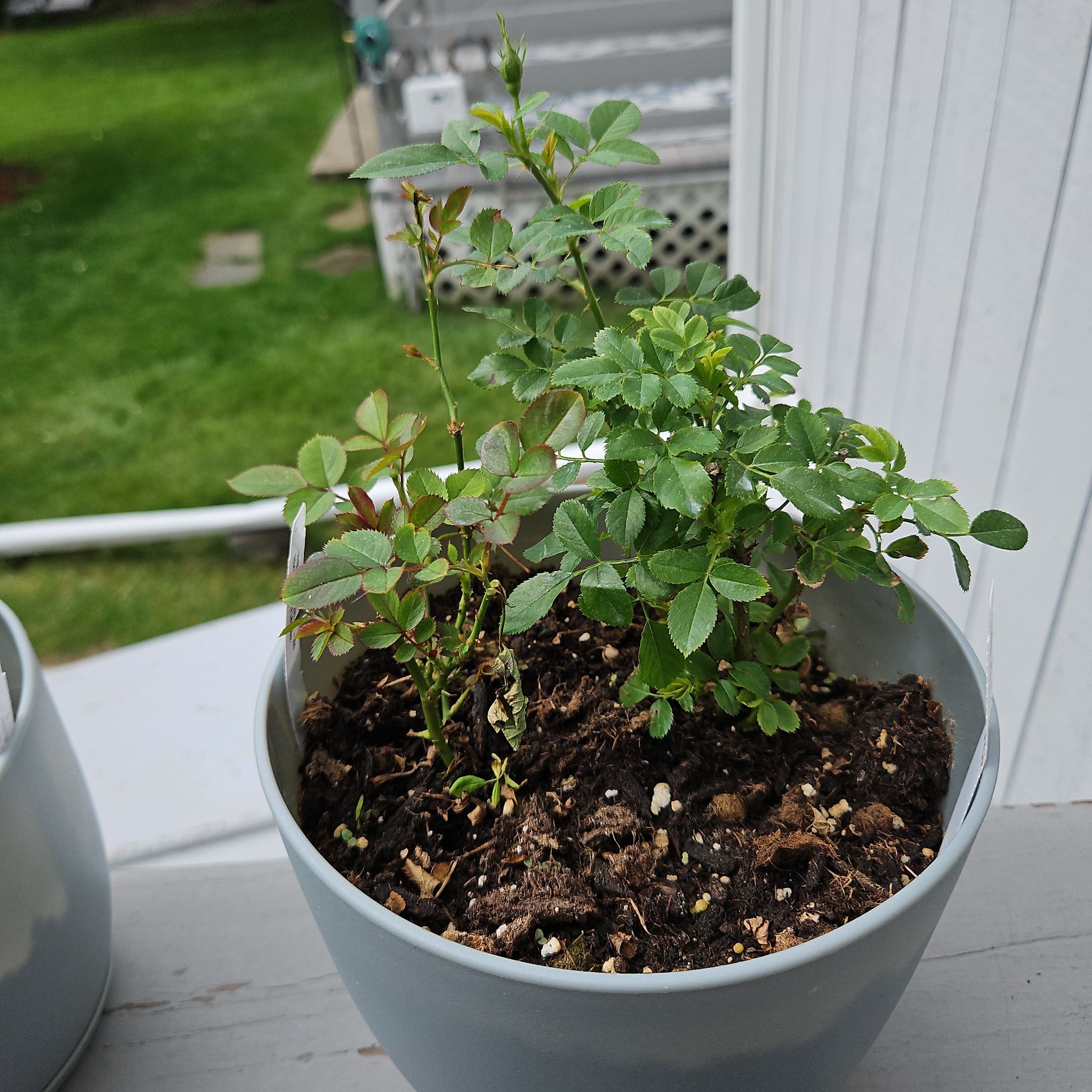 Photo of the plant species Miniature Rose by @GemGlows named Pink Crush & Lavendar (2 Plants) on Greg, the plant care app
