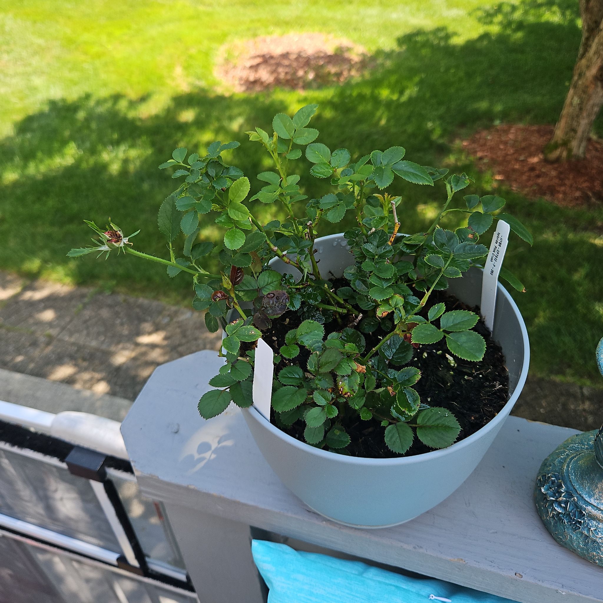 Pink Crush & Lavendar (2 Plants)