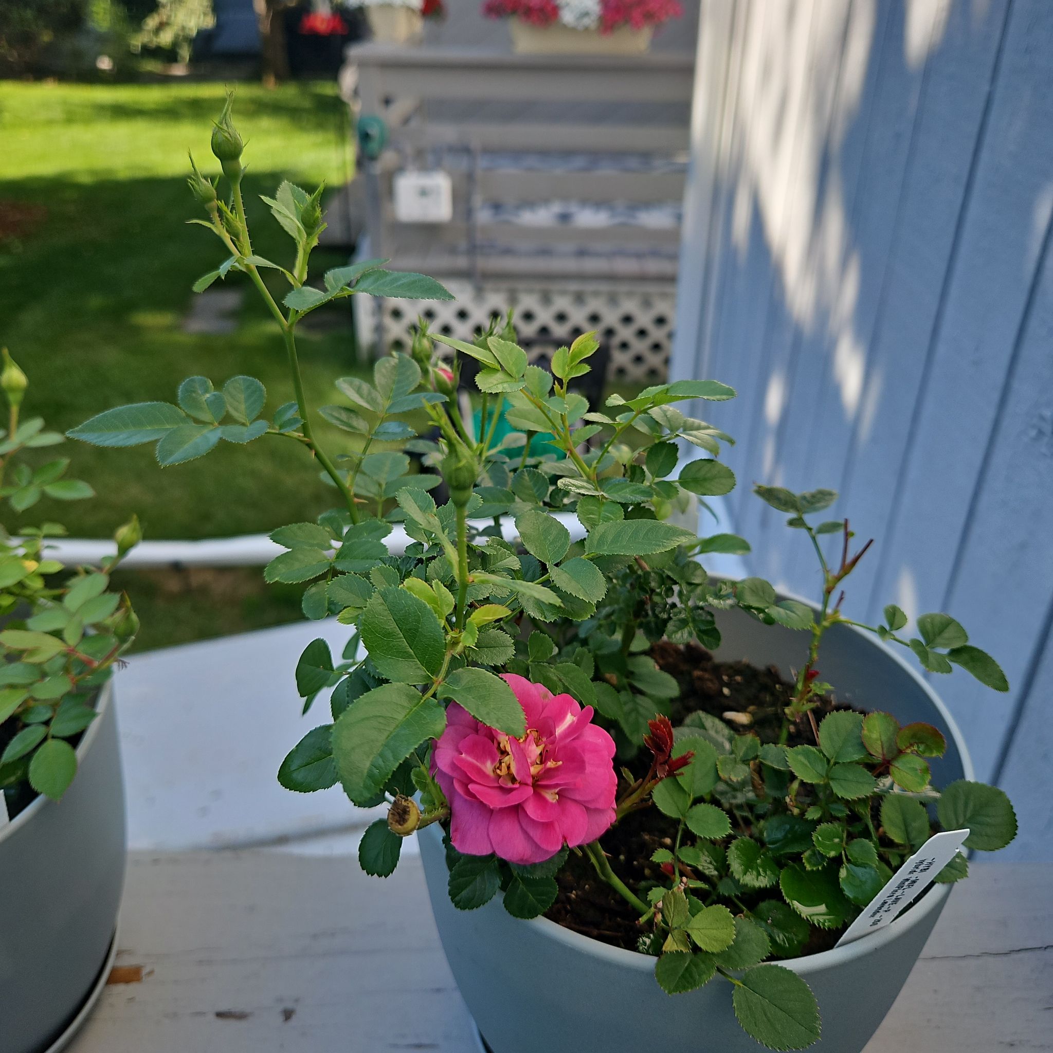 Pink Crush & Lavendar (2 Plants)