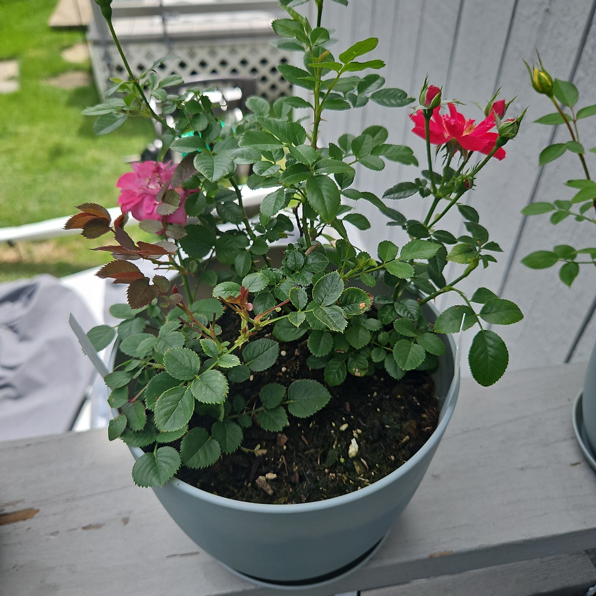 Pink Crush & Lavendar (2 Plants)