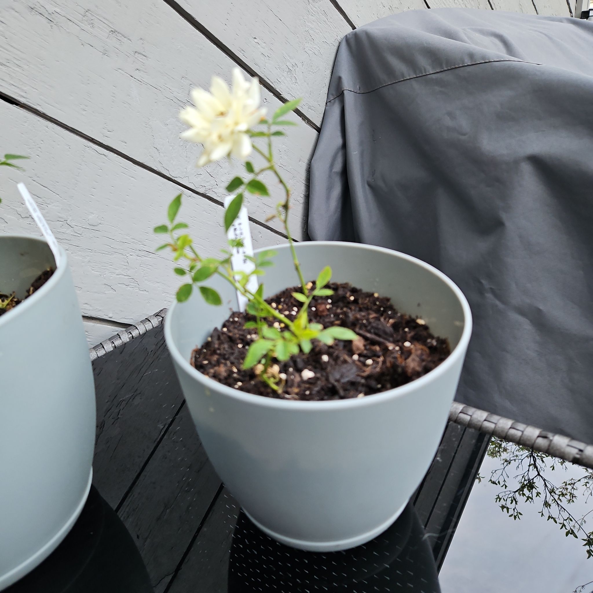 Photo of the plant species Miniature Rose by @GemGlows named Yellow on Greg, the plant care app