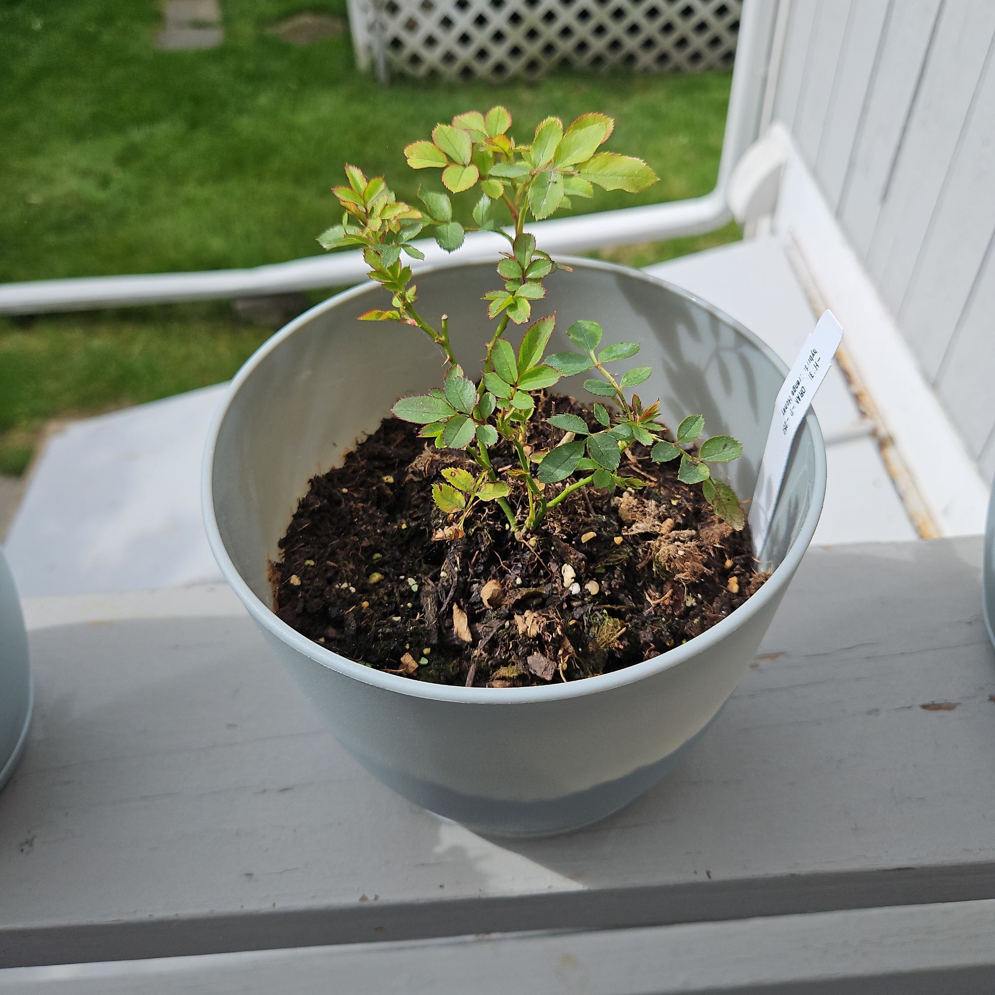 Photo of the plant species Miniature Rose by @GemGlows named Orange Honey on Greg, the plant care app