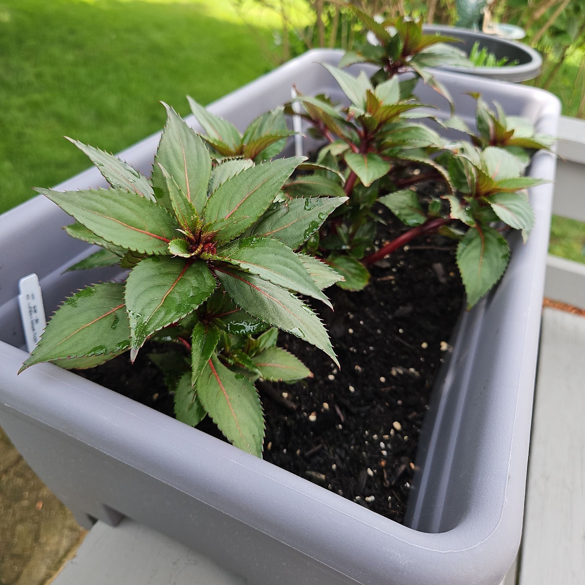 Photo of the plant species SunPatiens by @GemGlows named SunPatiens  Bella Grape (3 Plants) on Greg, the plant care app