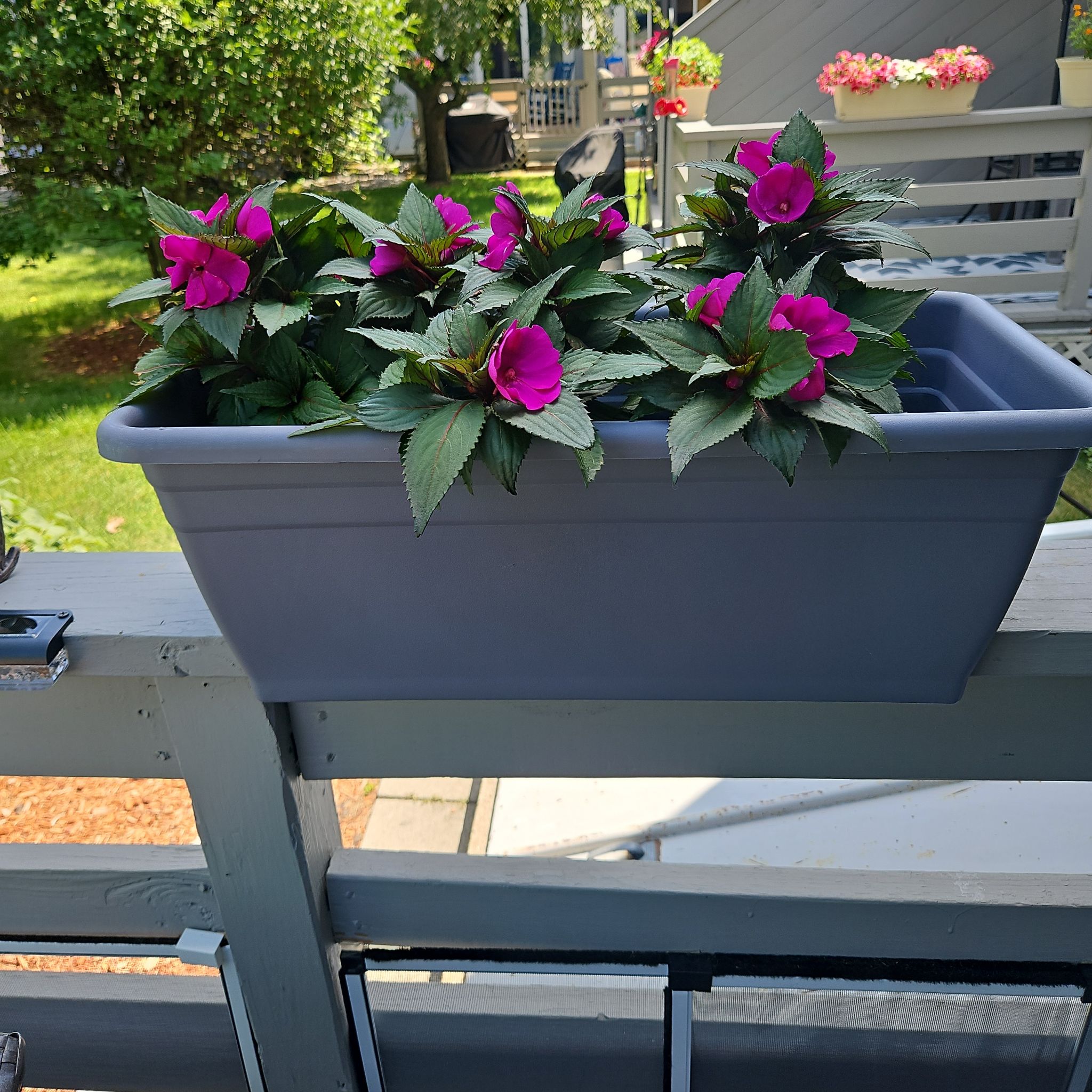 Photo of the plant species SunPatiens by @GemGlows named SunPatiens  Bella Grape (3 Plants) on Greg, the plant care app