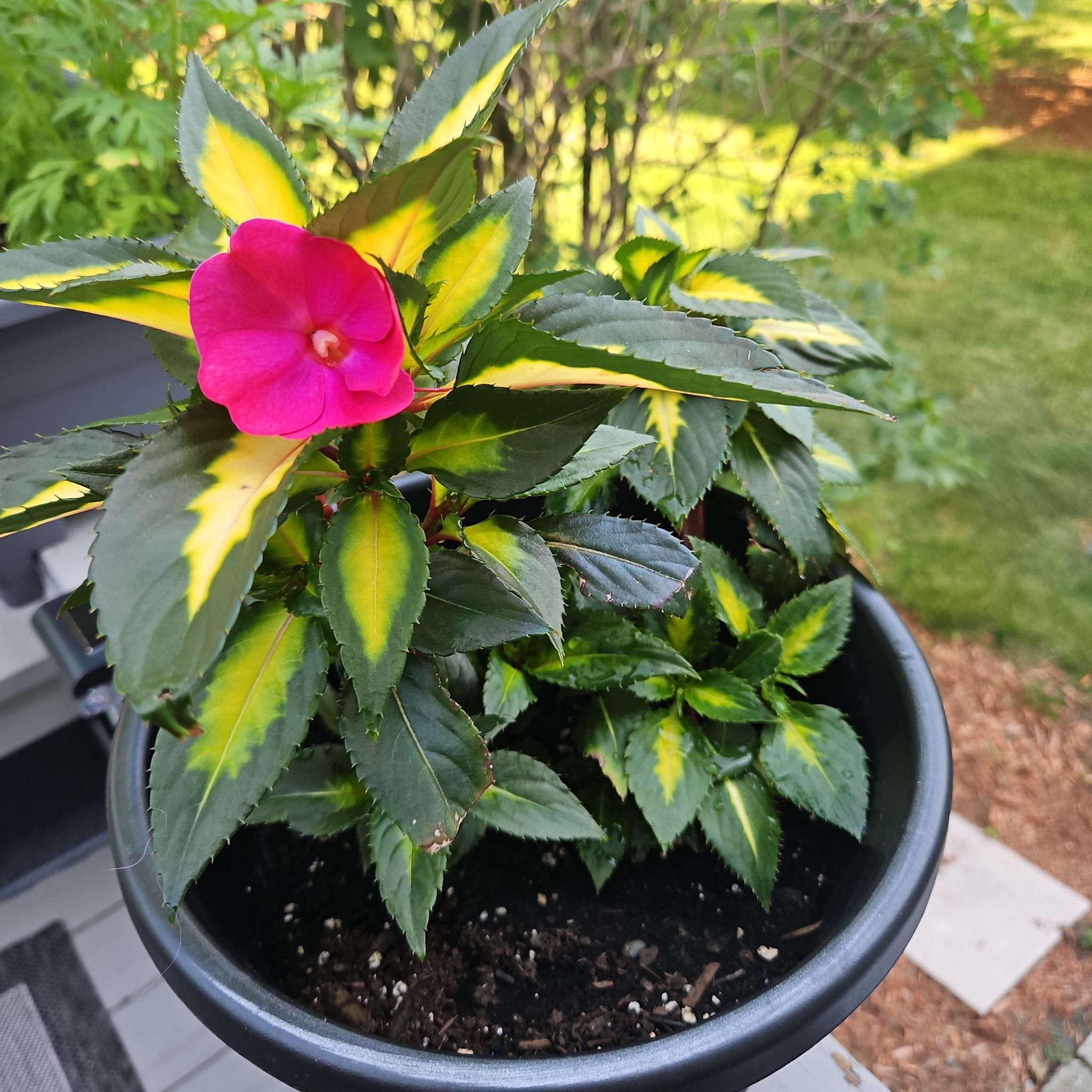 Photo of the plant species SunPatiens by @GemGlows named SunPatiens - Tropical Lightning (2 Plants) on Greg, the plant care app
