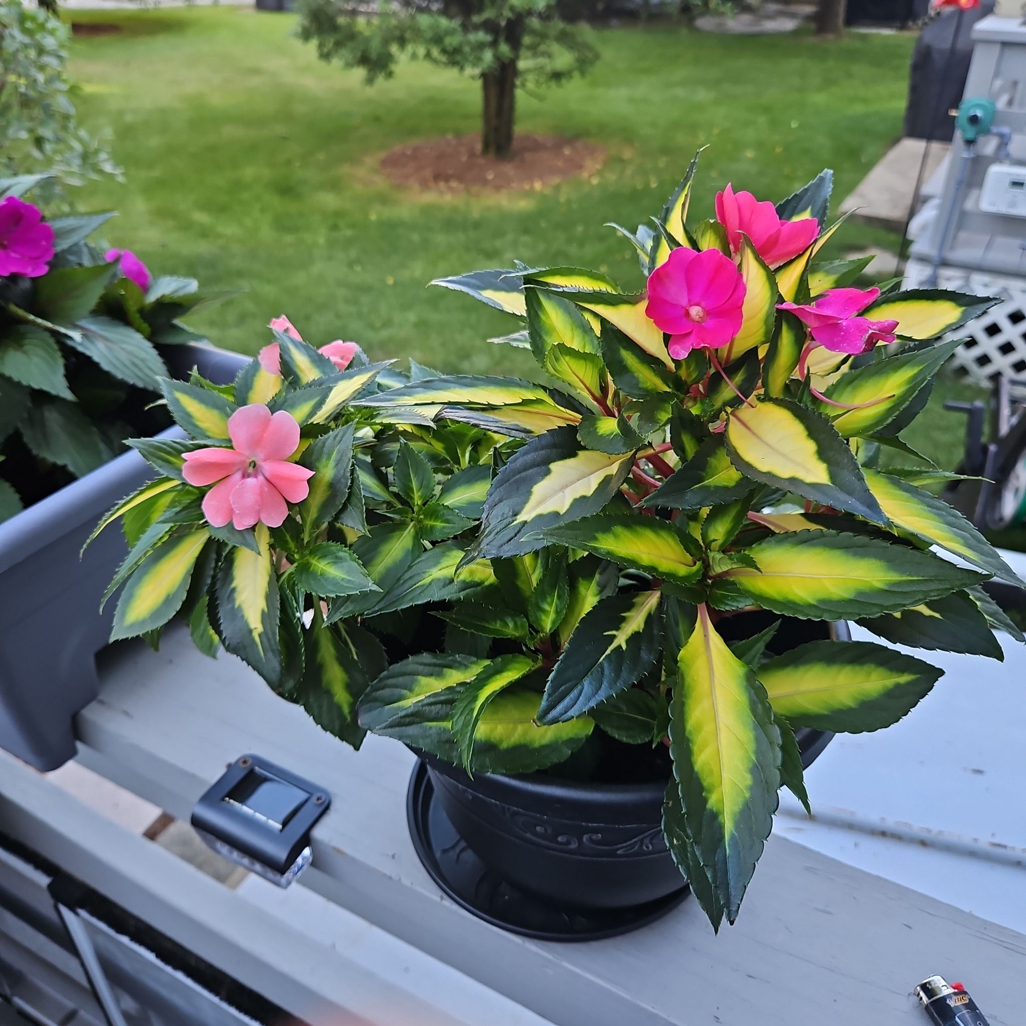 Photo of the plant species SunPatiens by @GemGlows named SunPatiens - Tropical Lightning (2 Plants) on Greg, the plant care app