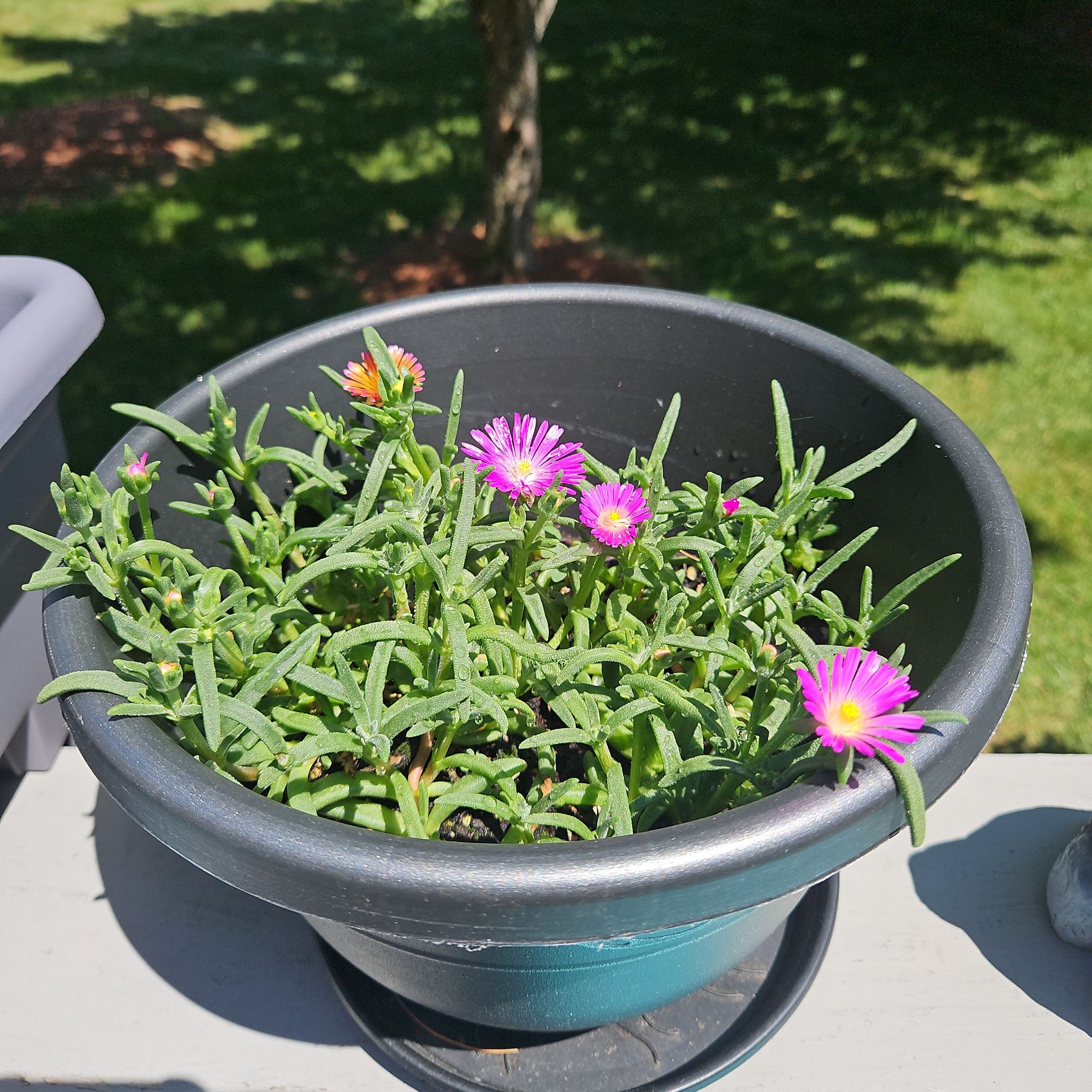 Photo of the plant species Purple Ice Plant by @GemGlows named Ocean Sunset 2 on Greg, the plant care app