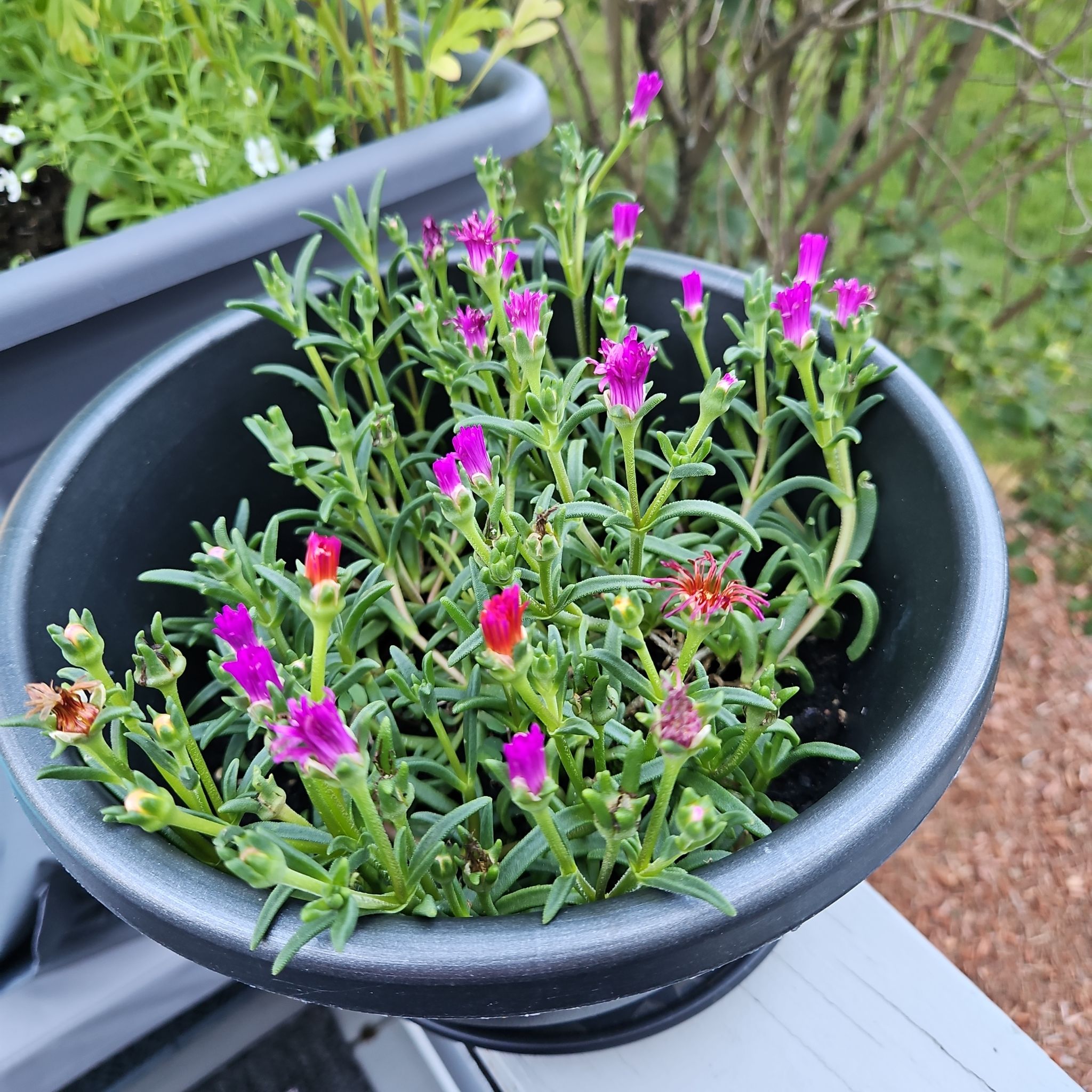 Photo of the plant species Purple Ice Plant by @GemGlows named Delosperma Succulent "Ocean Sunset Series2" on Greg, the plant care app