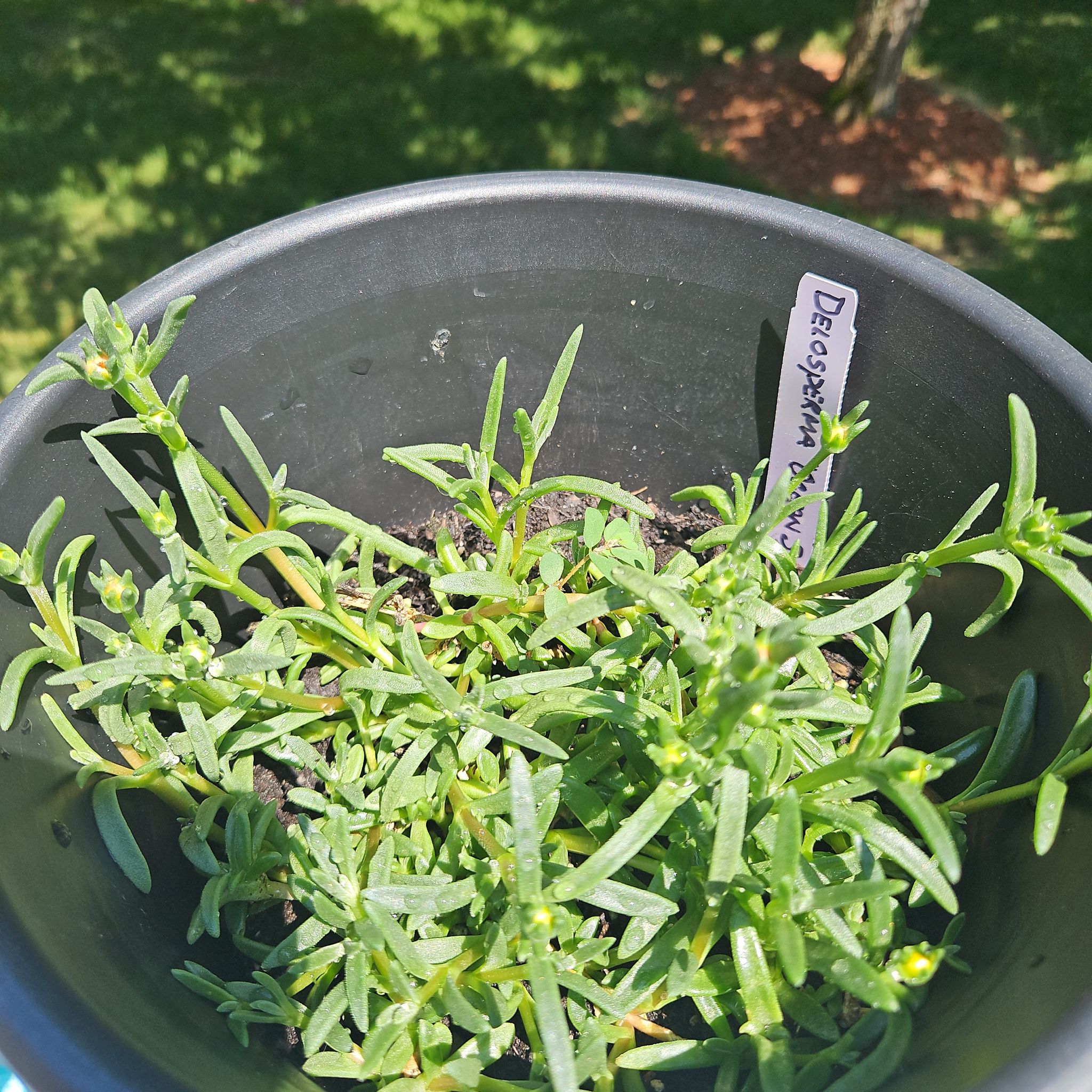 Photo of the plant species Purple Ice Plant by @GemGlows named Ocean Sunset Series Ice Plants on Greg, the plant care app