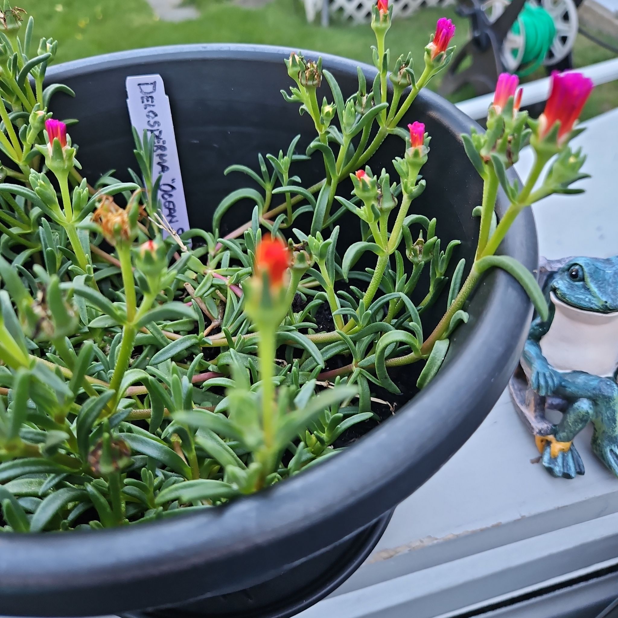 Photo of the plant species Purple Ice Plant by @GemGlows named Delosperma Succulent "Ocean Sunset " Series on Greg, the plant care app