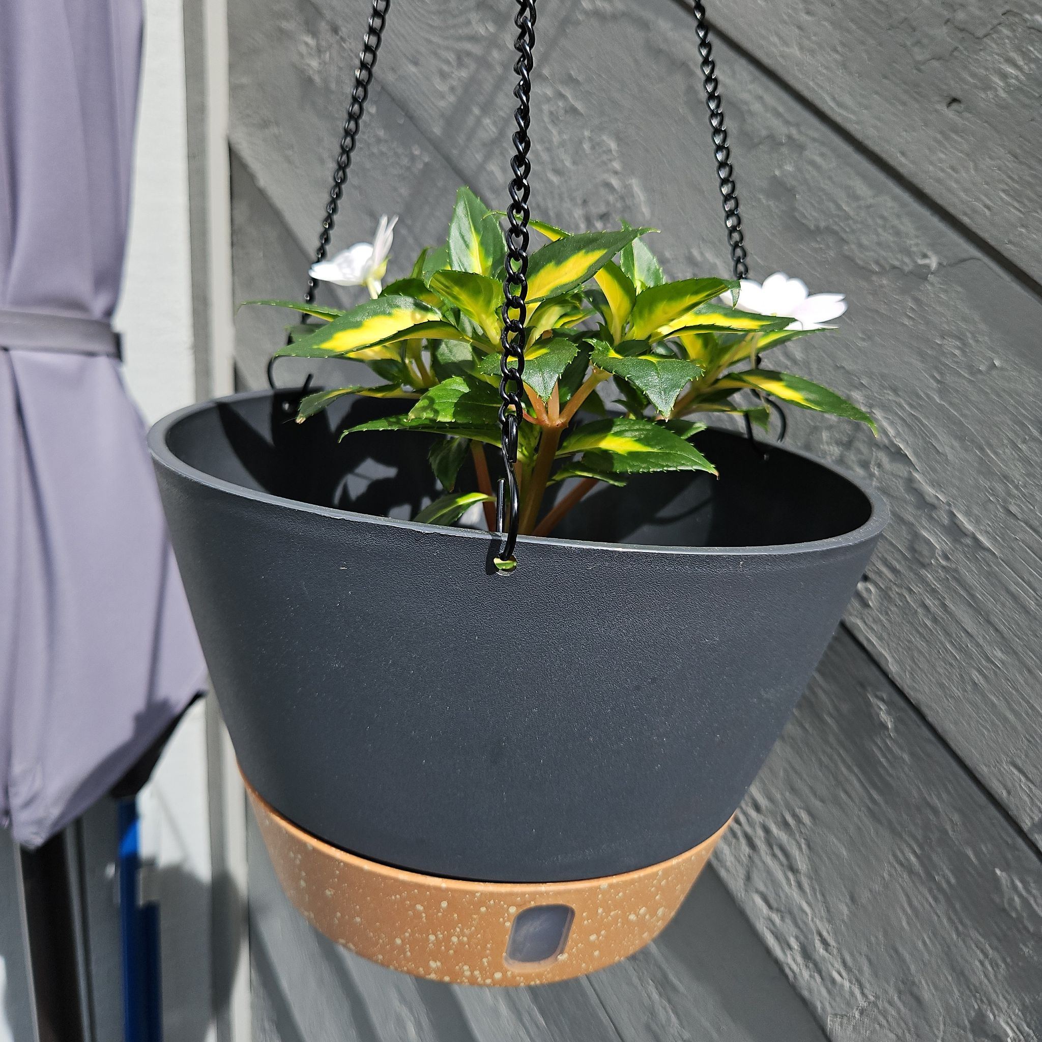 Photo of the plant species SunPatiens Impatiens by @GemGlows named SunPatiens - Tropical Lightning Collection on Greg, the plant care app