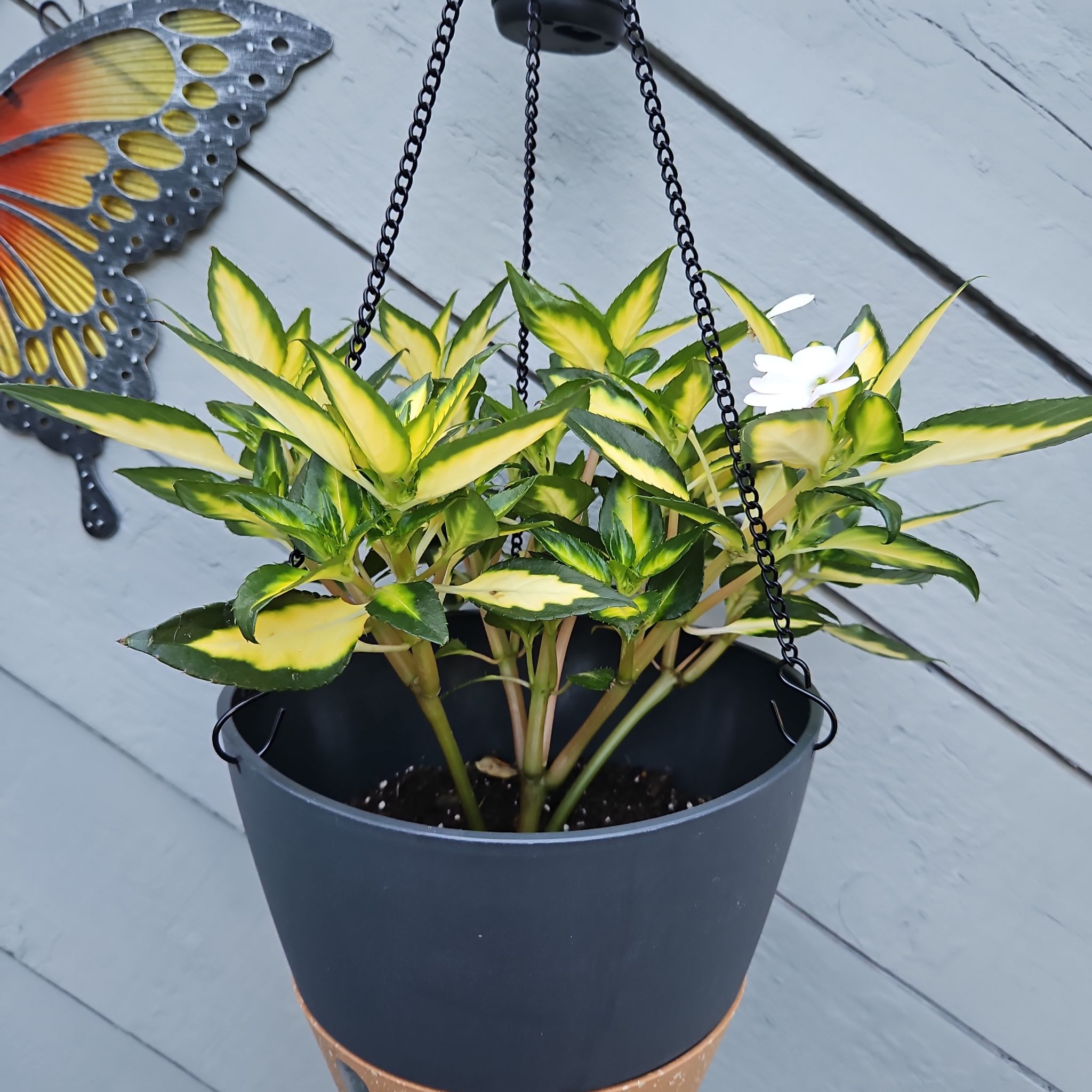 Photo of the plant species SunPatiens Impatiens by @GemGlows named SunPatiens - Tropical Lightning Collection on Greg, the plant care app
