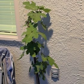 Photo of the plant species Black Mission Fig by @ChicLithops36 named Kelly on Greg, the plant care app