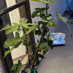 Photo of the plant species Black Mission Fig by @ChicLithops36 named Melly on Greg, the plant care app