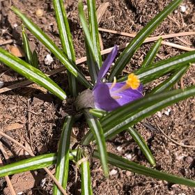 Photo of the plant species Spring Crocus by @BuffSilversword named Orwell on Greg, the plant care app