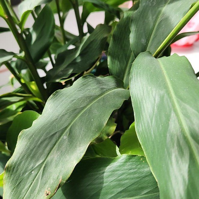 Photo of the plant species Large Cardamom by @LikelyCapealoe named Hamilton on Greg, the plant care app