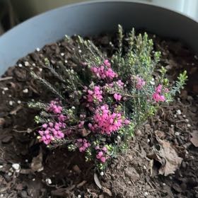 Photo of the plant species Winter Heath 'Darley Dale' by @GuruRosemary50 named Heather on Greg, the plant care app