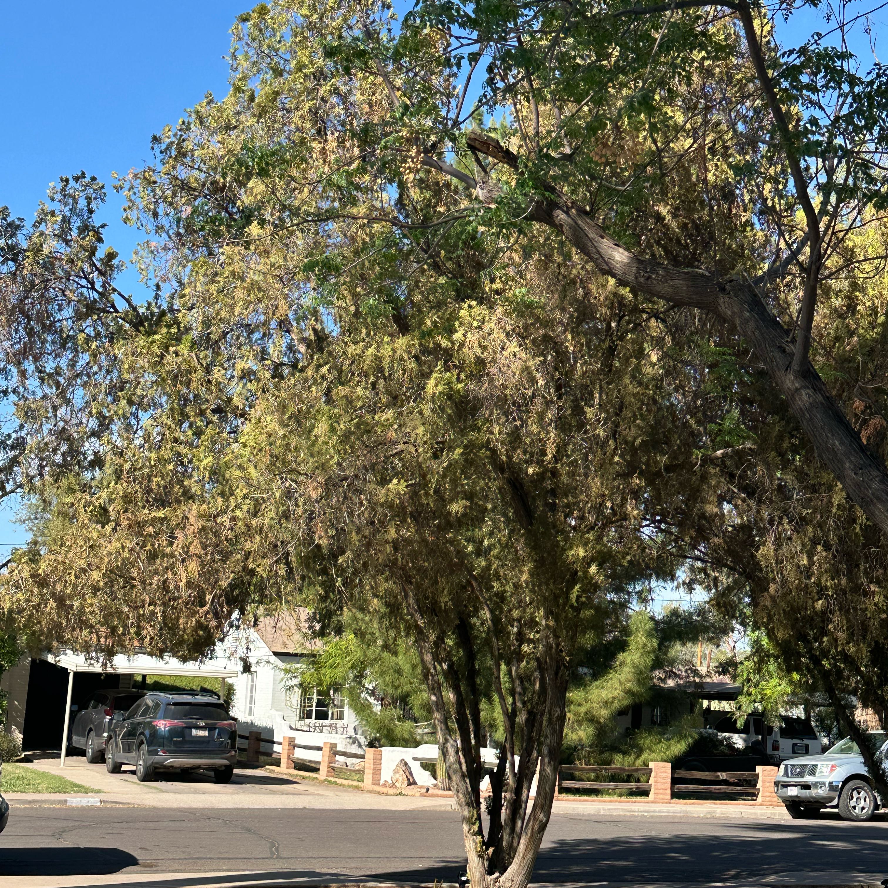 Photo of the plant species Pinchot Juniper by @FabBoneset41 named Naomi on Greg, the plant care app