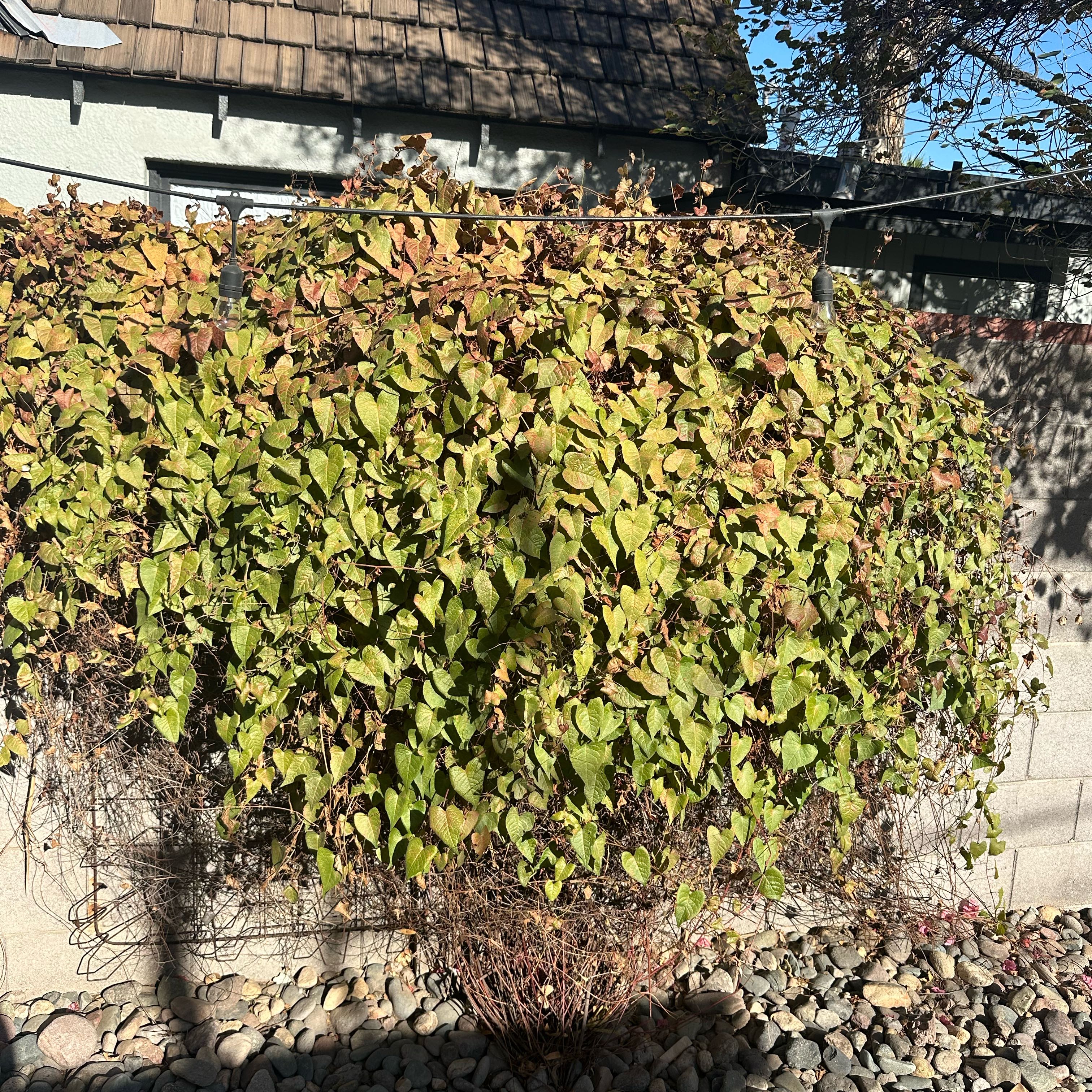 Photo of the plant species Bittervine by @FabBoneset41 named Queen on Greg, the plant care app
