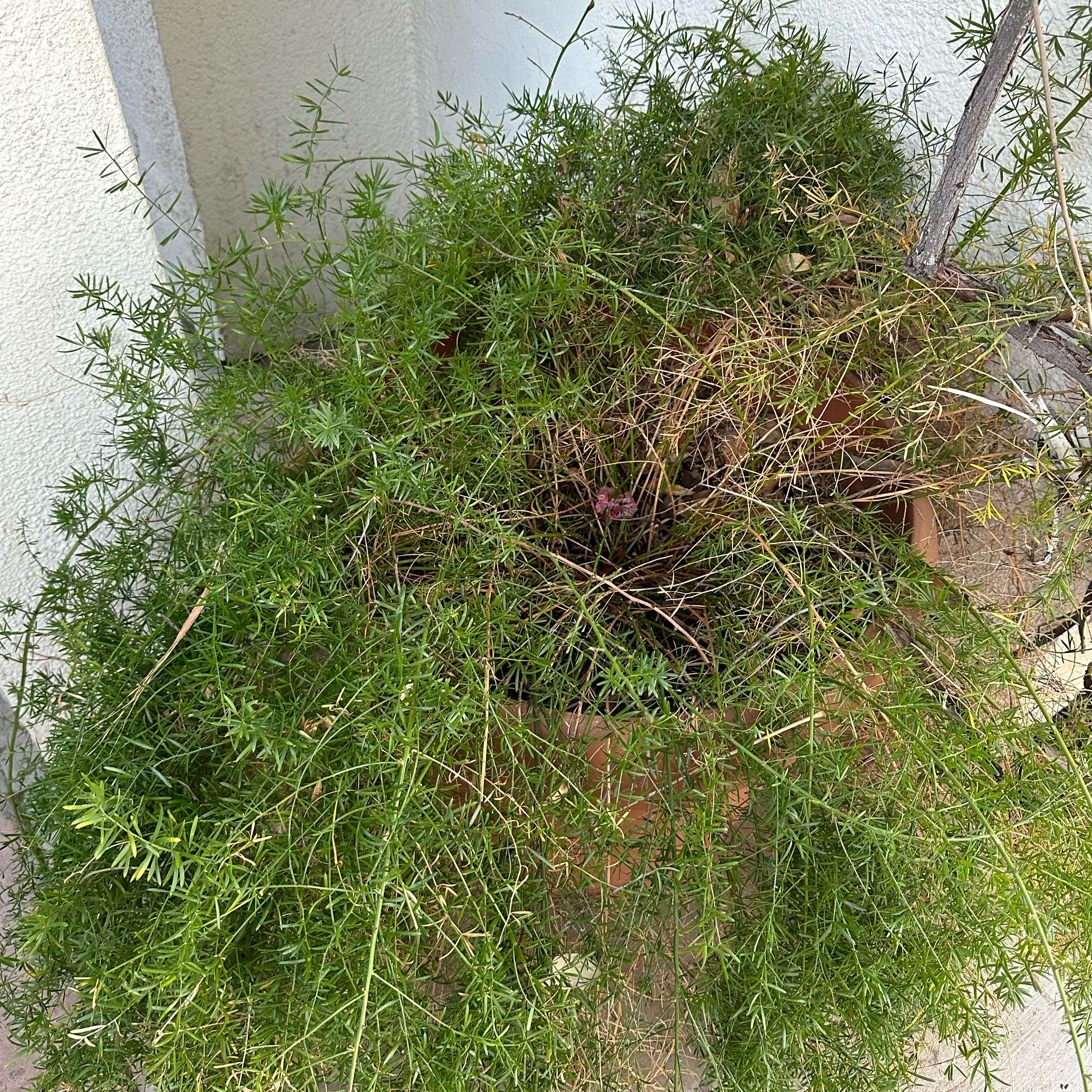 Photo of the plant species Shatavari by @FabBoneset41 named Kendall on Greg, the plant care app