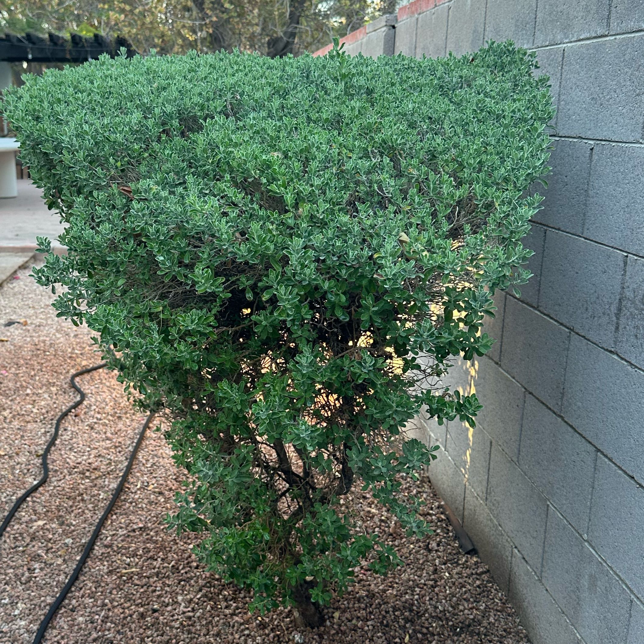 Photo of the plant species Pittosporum crassicaule by @FabBoneset41 named Surya on Greg, the plant care app