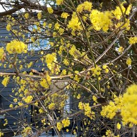 Photo of the plant species Cornelian Cherry by @Drippydrop named Madonna on Greg, the plant care app