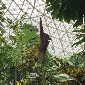 Photo of the plant species Dragon Arum by @Drippydrop named Muhammad Ali on Greg, the plant care app