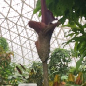 Photo of the plant species Dragon Arum by @Drippydrop named Curie on Greg, the plant care app