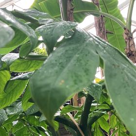 Photo of the plant species Hanging Lobster Claw by @Drippydrop named Treeyoncé on Greg, the plant care app
