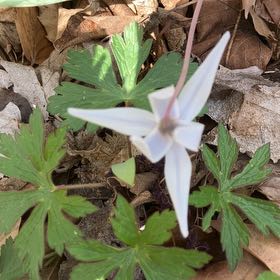 Photo of the plant species Dog Tooth Lily by @Drippydrop named Terra on Greg, the plant care app
