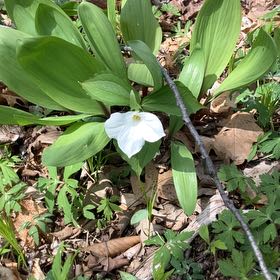 Photo of the plant species Great White Trillium by @Drippydrop named Kardashian on Greg, the plant care app