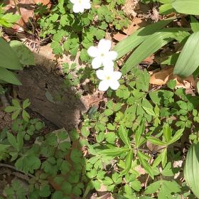 Photo of the plant species Creeping Phlox by @Drippydrop named Sonora on Greg, the plant care app