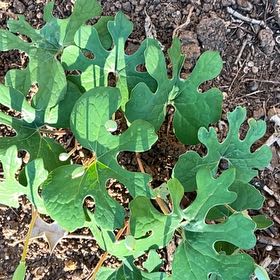 Photo of the plant species Bloodroot by @SacredCoccoon99 named Zion on Greg, the plant care app
