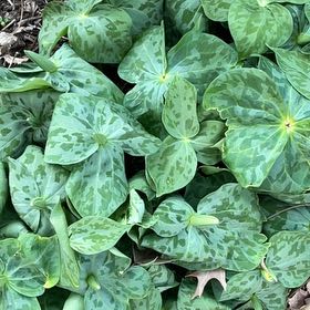Photo of the plant species Pacific Trillium by @SacredCoccoon99 named Drake on Greg, the plant care app