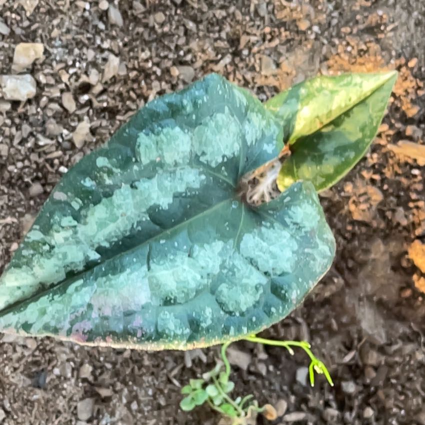 Photo of the plant species Hexastylis arifolia by @SacredCoccoon99 named Sage on Greg, the plant care app