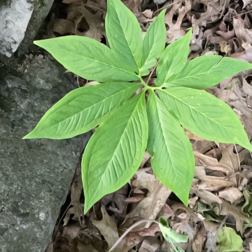 Photo of the plant species Dragon Root by @SacredCoccoon99 named Remington on Greg, the plant care app