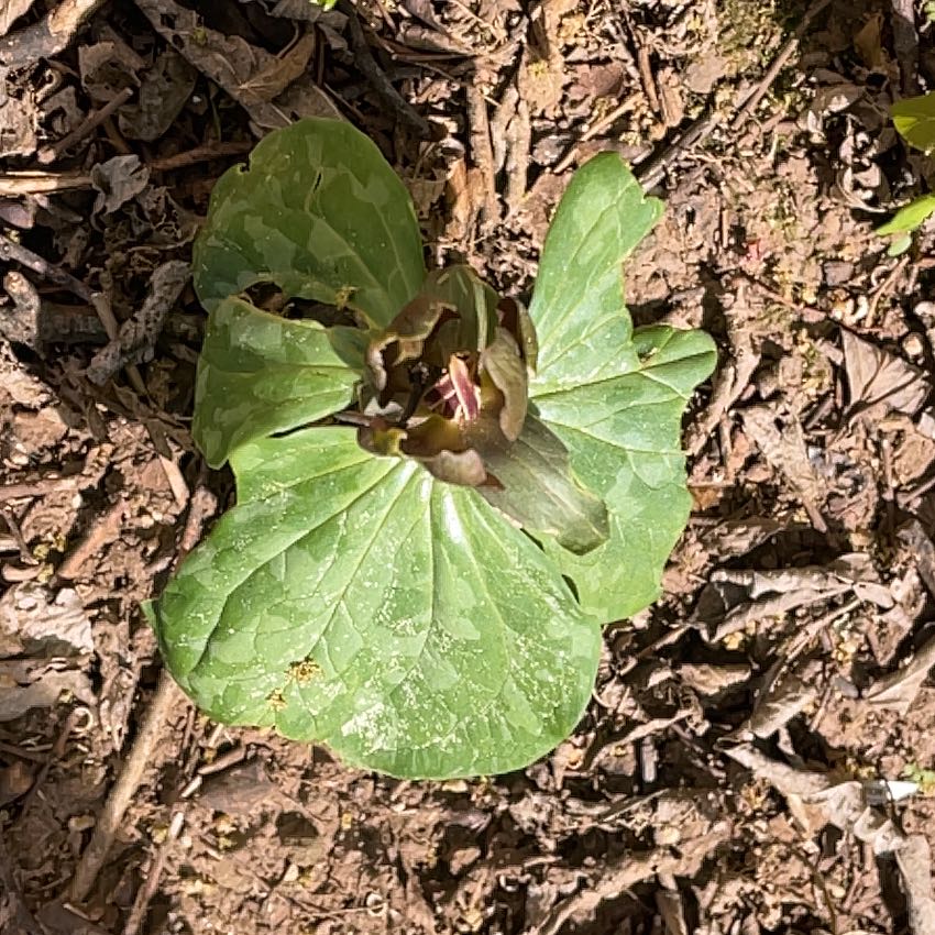 Photo of the plant species Red Trillium by @SacredCoccoon99 named Leaf Erickson on Greg, the plant care app