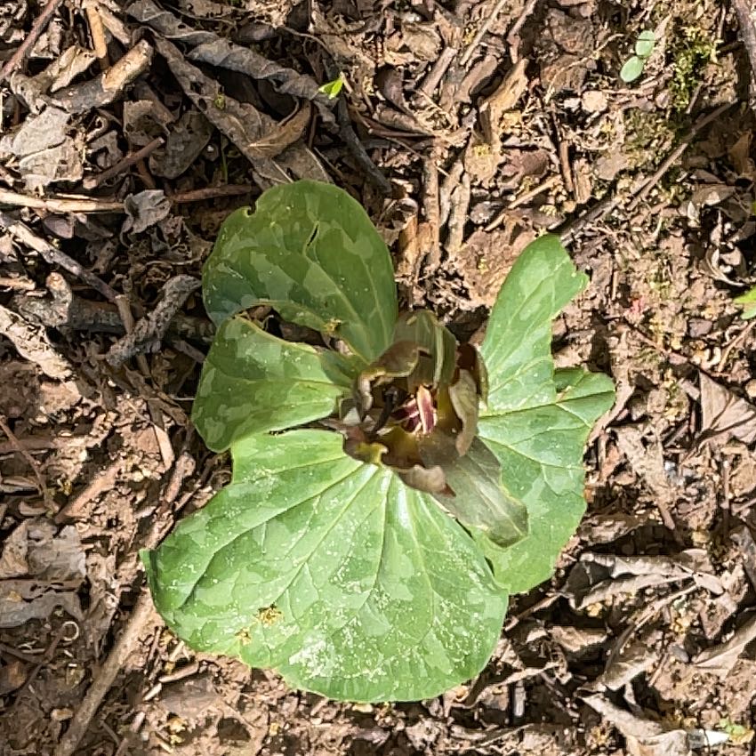 Photo of the plant species Red Trillium by @SacredCoccoon99 named Kendall on Greg, the plant care app