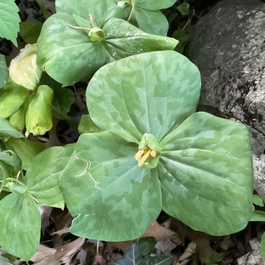 Photo of the plant species Pacific Trillium by @SacredCoccoon99 named Pax on Greg, the plant care app
