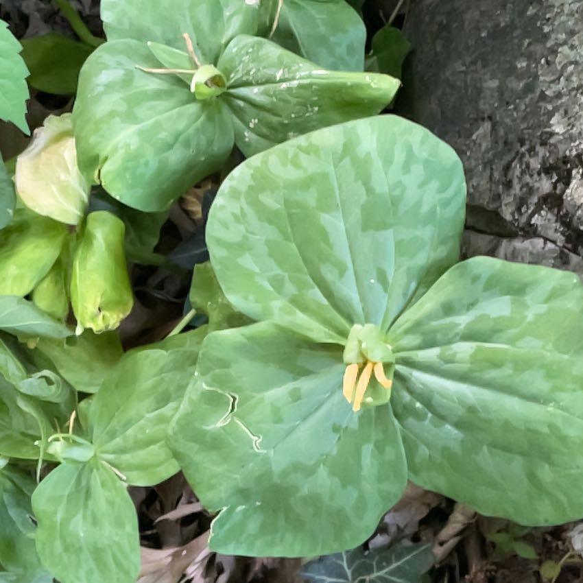 Photo of the plant species Pacific Trillium by @SacredCoccoon99 named Muhammad Ali on Greg, the plant care app