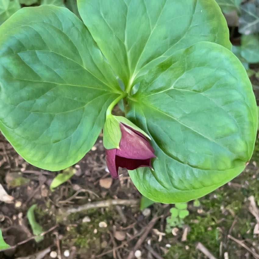 Photo of the plant species Red Trillium by @SacredCoccoon99 named Lebron on Greg, the plant care app